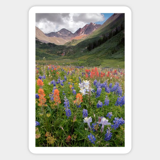 Alpine flowers in Rustler's Gulch, USA (C006/6000) Sticker by SciencePhoto